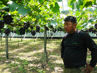 熊本ぶどう 社方園 7月7日の初出荷に向け、しっかり色づきいよいよ袋かけ作業です!(前編)_a0254656_17592449.jpg