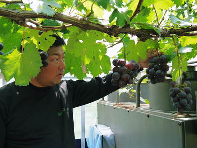 熊本ぶどう 社方園 7月7日の初出荷に向け、しっかり色づきいよいよ袋かけ作業です!(前編)_a0254656_18523662.jpg