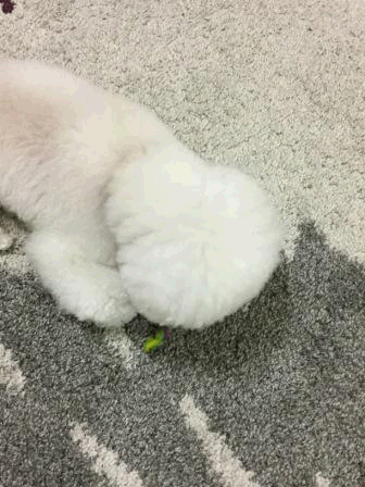 e0141159_22133982.gif