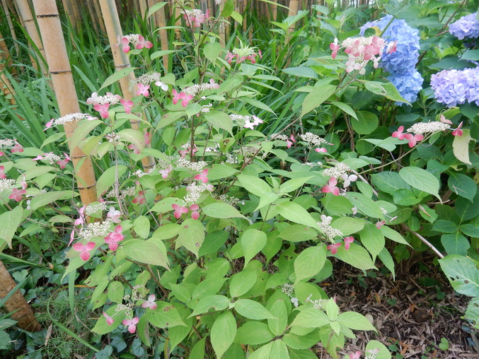 ’16,6,16(木)花野辺の里で紫陽花に埋もれて!_f0060461_102555100.jpg