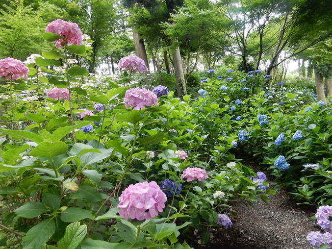 ’16,6,16(木)花野辺の里で紫陽花に埋もれて!_f0060461_10335824.jpg