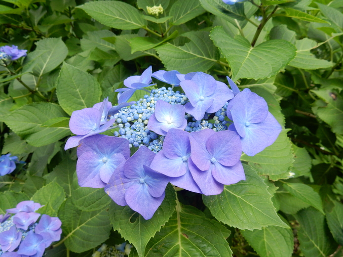 ’16,6,16(木)花野辺の里で紫陽花に埋もれて!_f0060461_10344531.jpg