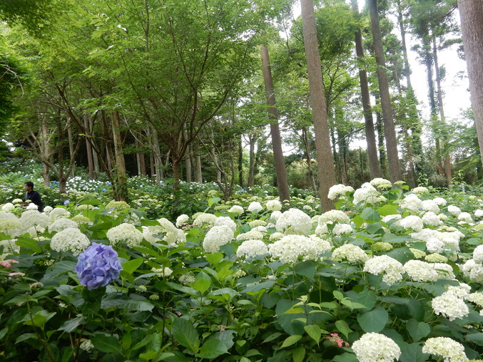 ’16,6,16(木)花野辺の里で紫陽花に埋もれて!_f0060461_10413242.jpg