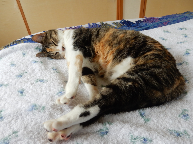 ’16,6,16(木)花野辺の里で紫陽花に埋もれて!_f0060461_1085420.jpg