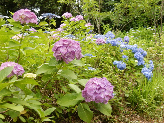 ’16,6,16(木)花野辺の里で紫陽花に埋もれて!_f0060461_1145863.jpg