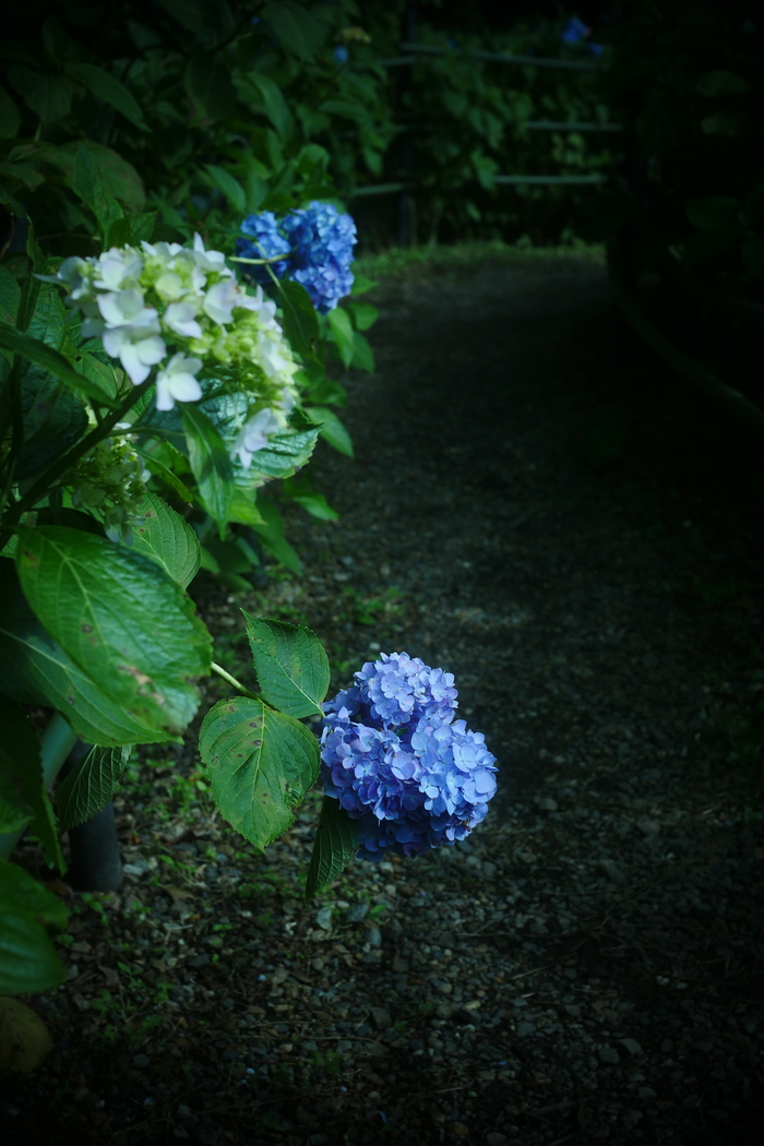   紫陽花　2016　藤森神社　_f0021869_23472447.jpg