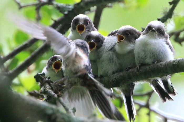 シマエナガの巣立ち アイヌモシリの野生たち 獣と野鳥の写真図鑑