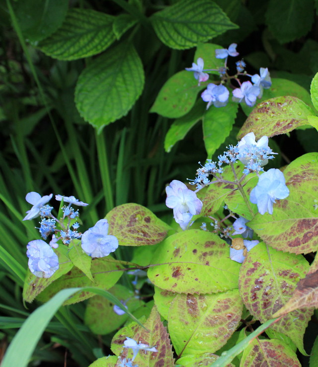 たまには花の写真を・・・_a0160173_1817513.jpg