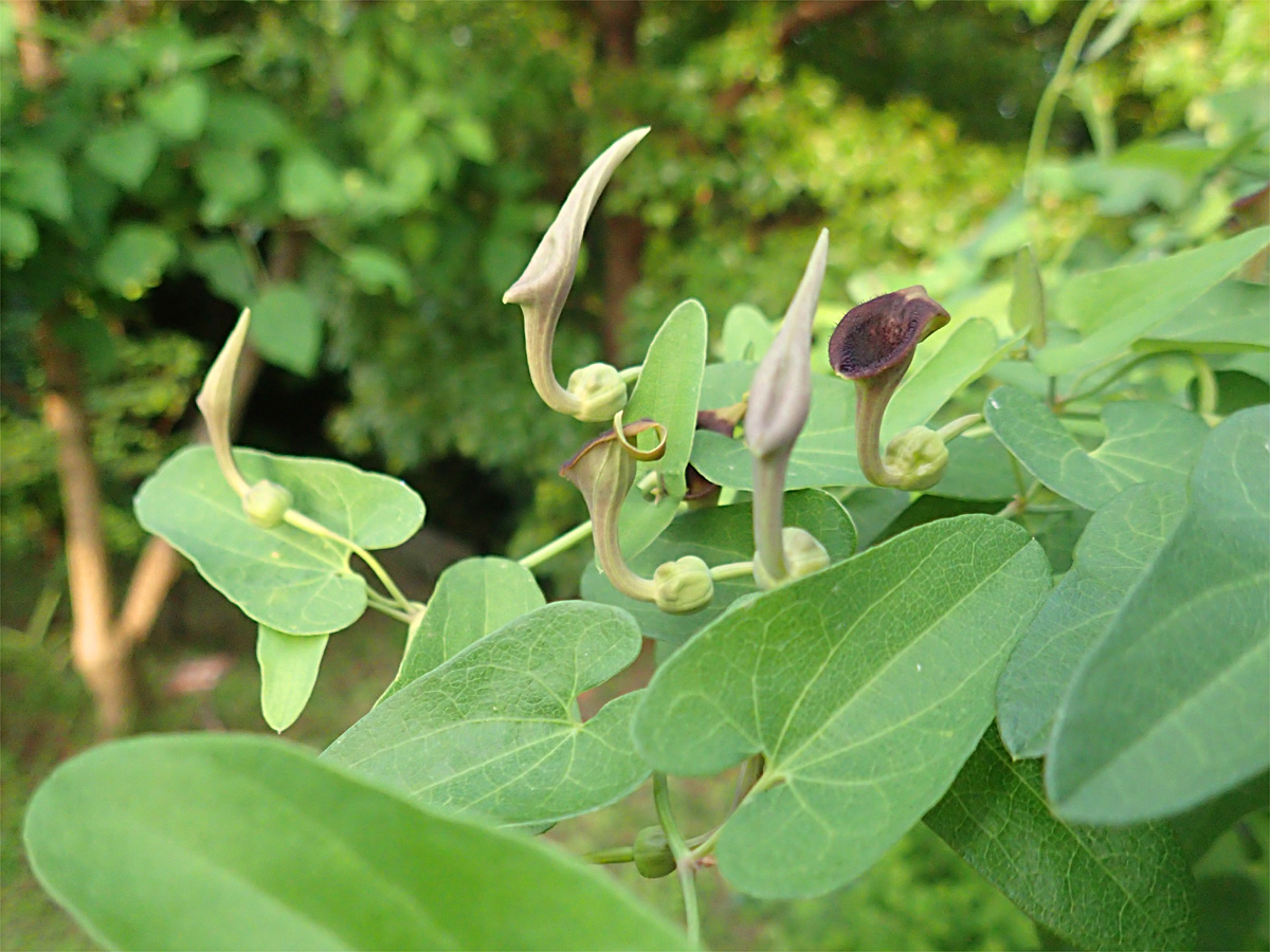 食虫植物に似たウマノスズクサの花_d0283373_16531386.jpg