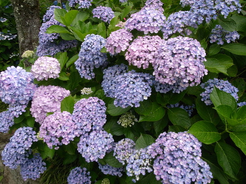 b0140774_94487.jpg