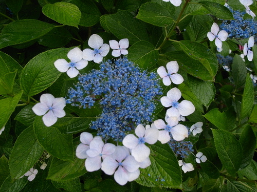 b0140774_95581.jpg