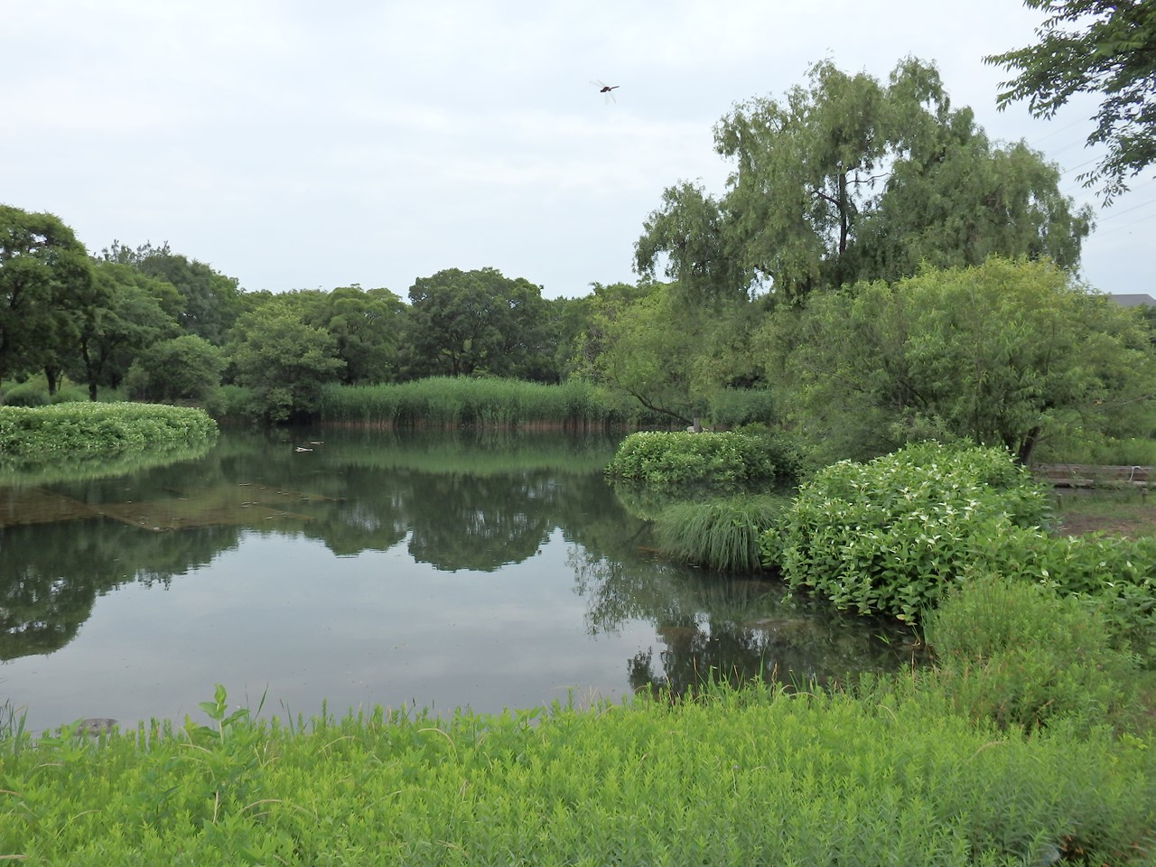 『実栗(ミクリ)と半夏生(ハンゲショウ)の咲く風景』_d0054276_2022883.jpg