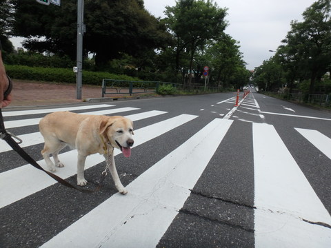 車の引っ越し_f0052277_352187.jpg