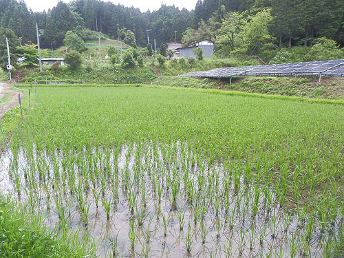 6月15日の田んぼ(月光原小・西根小) _d0247484_1612443.jpg