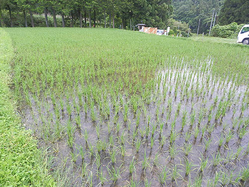 6月15日の田んぼ(月光原小・西根小) _d0247484_161434100.jpg