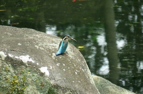 2016年6月15日撮影(ｶﾜｾﾐ幼鳥)午前の部_e0357387_07214358.jpg