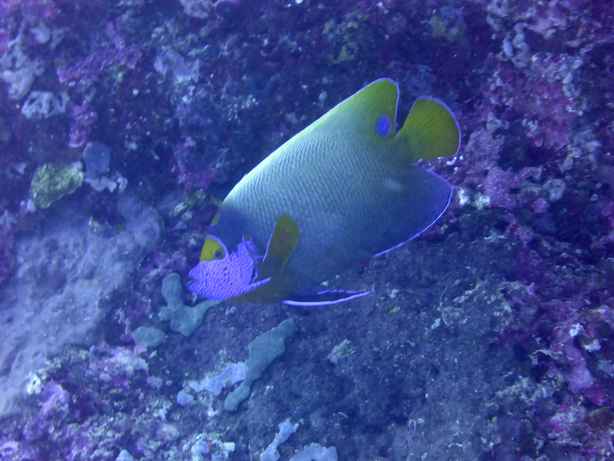 Maldives 2016 Maafushivaru　マーフシヴァル　その65　ダイビング5本目_c0147790_14301368.jpg