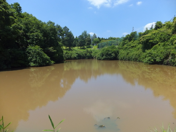 歩こう　池を見に行こう　（30）今池　　　下里_b0212898_10403480.jpg