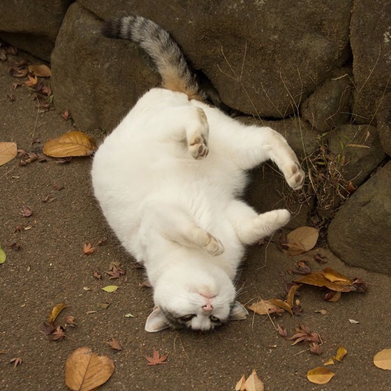 東京の野良猫達_c0072801_0223028.jpg