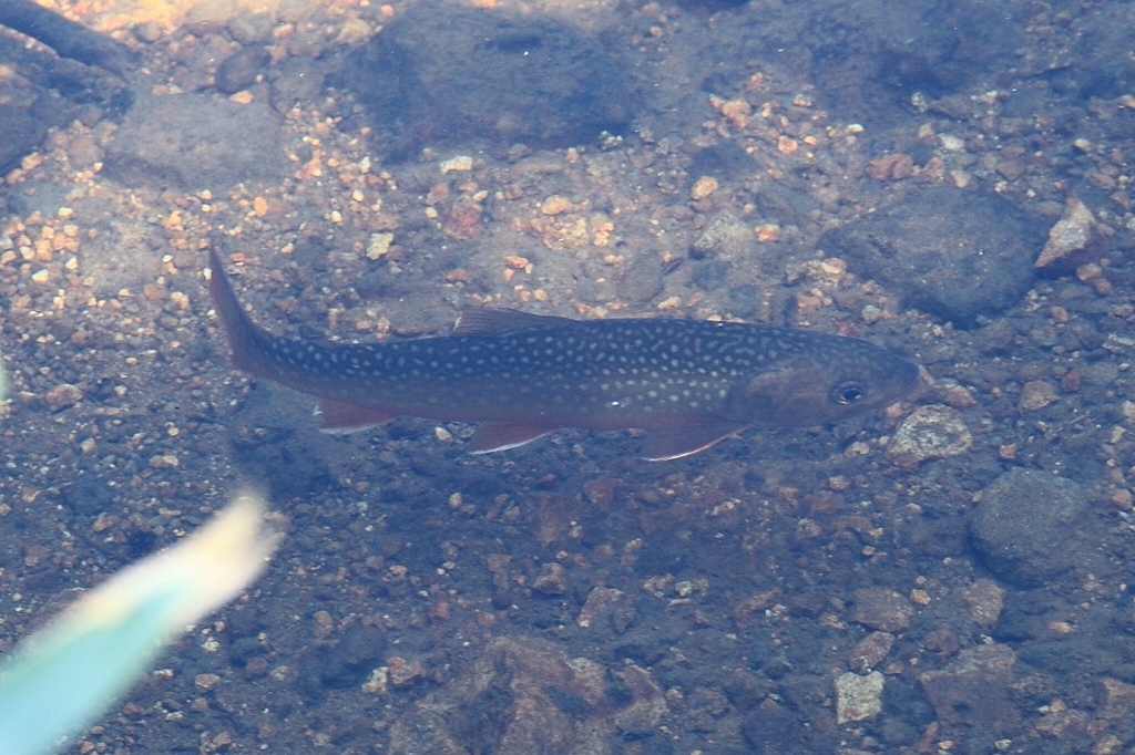 中沼（焼石岳）でイワナと戯れる_b0050305_2154144.jpg