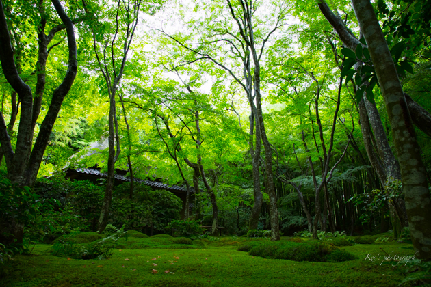 魅せられて・・・　　　（祇王寺・京都）_c0235725_22532008.jpg