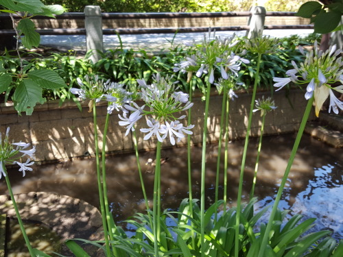 e0016828_11303140.jpg