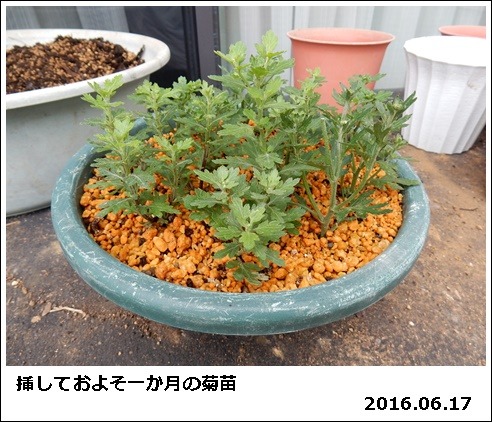 ドーム菊の夢・菊苗の植え替え_e0033229_1816274.jpg