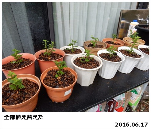 ドーム菊の夢・菊苗の植え替え : 自然とともに生きる