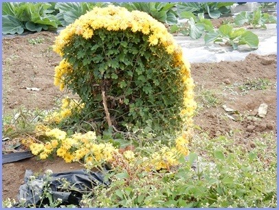 ドーム菊の夢 菊苗の植え替え 自然とともに生きる