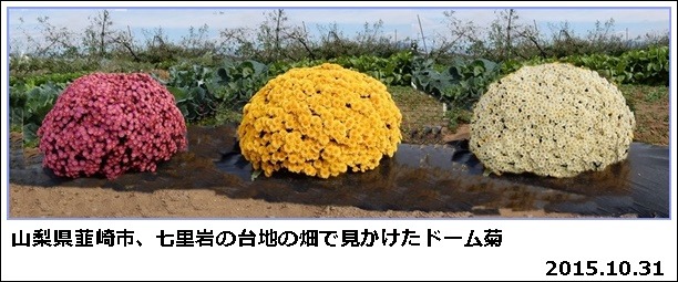 ドーム菊の夢・菊苗の植え替え_e0033229_188237.jpg