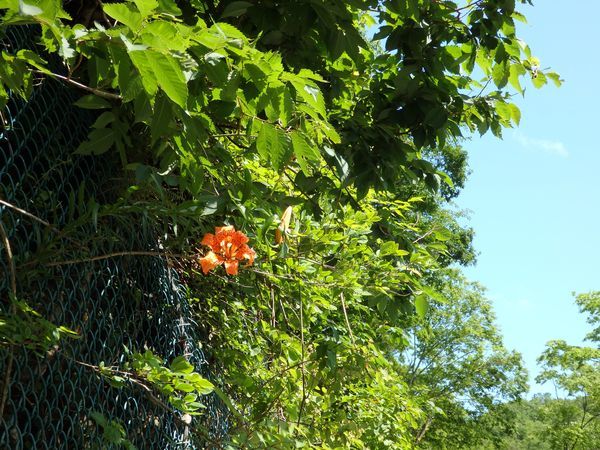 初夏の岩泉、濃い緑のなかの花模様_b0206037_20325908.jpg