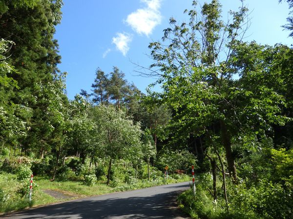 初夏の岩泉、濃い緑のなかの花模様_b0206037_20344988.jpg