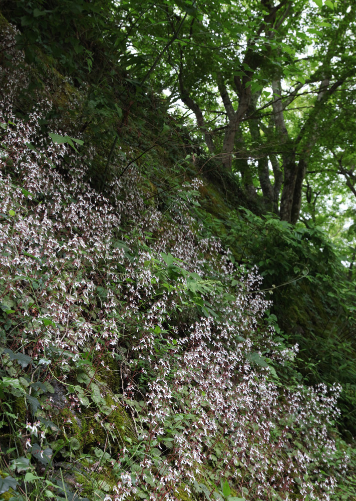 桜井市　談山神社　ユキノシタ_c0108146_21542971.jpg