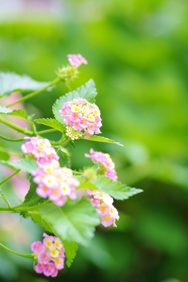 じょーじと紫陽花を見にお散歩_a0299749_20535710.jpg