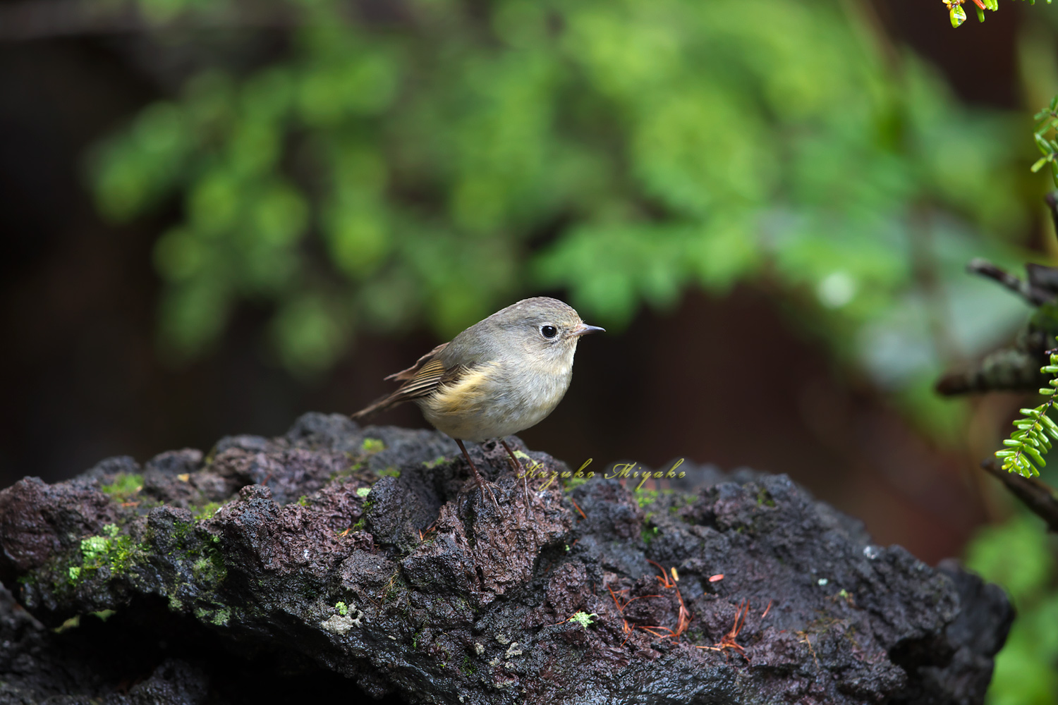 富士山五合目の鳥見 ルリビタキ Red-flanked bluetail _d0013455_20514223.jpg