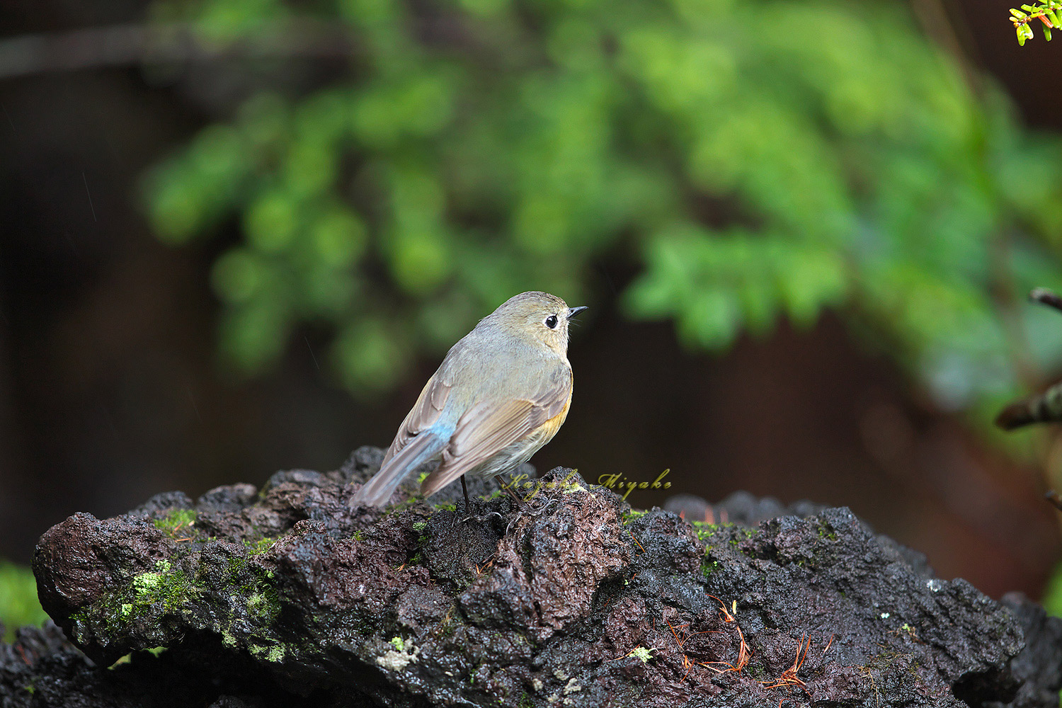 富士山五合目の鳥見 ルリビタキ Red-flanked bluetail _d0013455_20515320.jpg