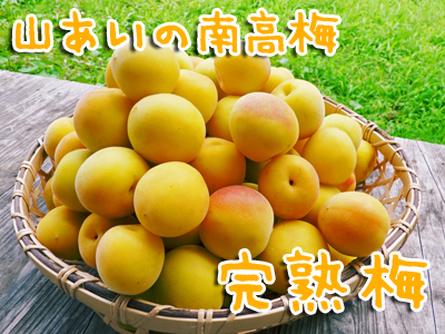 かおりうらしそ 梅干し、しそジュースにいかがですか!無農薬・無化学肥料の『赤しそ』販売スタート!!_a0254656_1810379.jpg