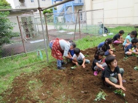 １・２年生　サツマイモ植え_b0208358_8453688.jpg