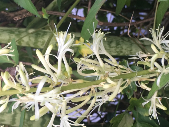 トラノオが付く種類の違う花と実 写真と短い文章 ５