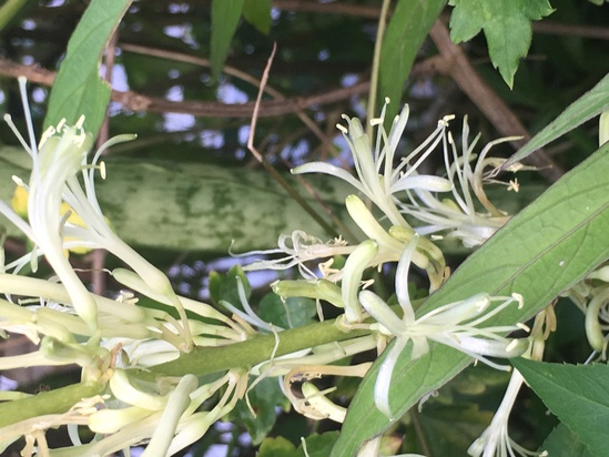 トラノオが付く種類の違う花と実 写真と短い文章 ５