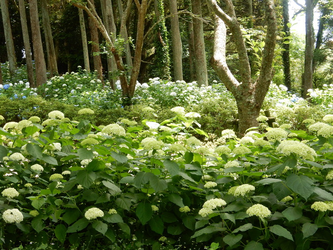 ’16,6,17(金)続・花野辺の里の紫陽花!_f0060461_108764.jpg