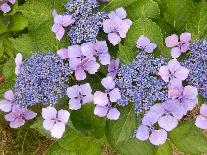 ’16,6,17(金)続・花野辺の里の紫陽花!_f0060461_9151629.jpg