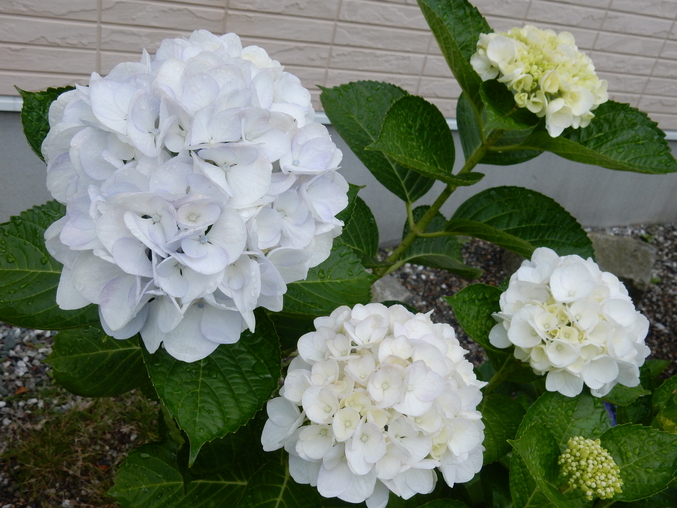 ’16,6,17(金)続・花野辺の里の紫陽花!_f0060461_9154565.jpg