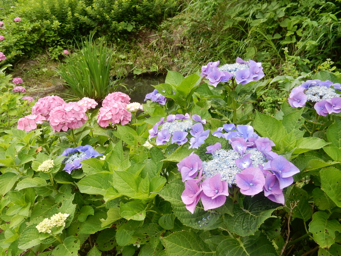 ’16,6,17(金)続・花野辺の里の紫陽花!_f0060461_9382980.jpg