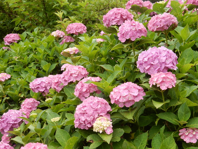 ’16,6,17(金)続・花野辺の里の紫陽花!_f0060461_9404244.jpg