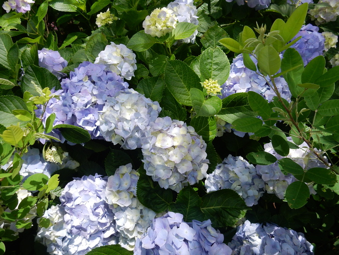 ’16,6,17(金)続・花野辺の里の紫陽花!_f0060461_9413586.jpg