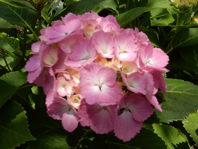’16,6,17(金)続・花野辺の里の紫陽花!_f0060461_9551527.jpg