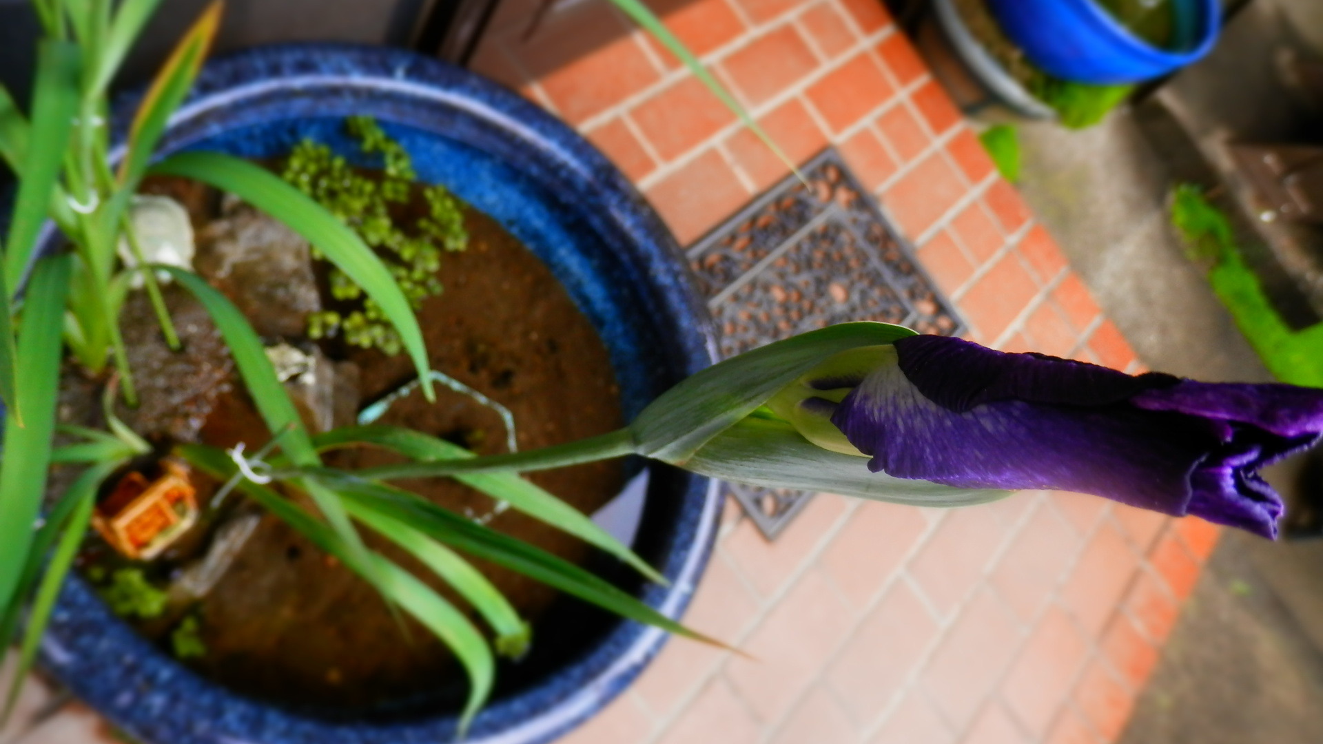 睡蓮鉢のハナショウブ 花とめだか