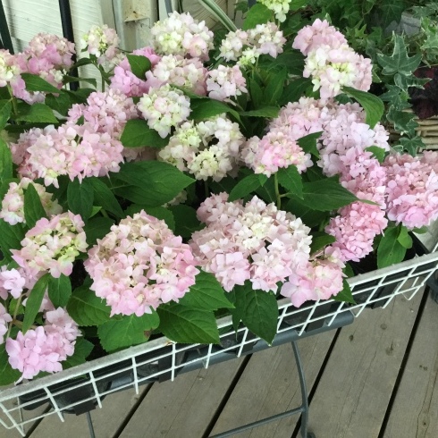 小さいサイズの霧島の恵 宮崎の花屋 アナーセン