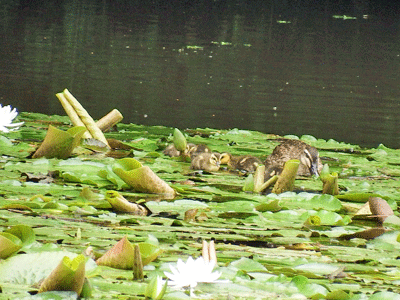 f0140773_15461036.gif